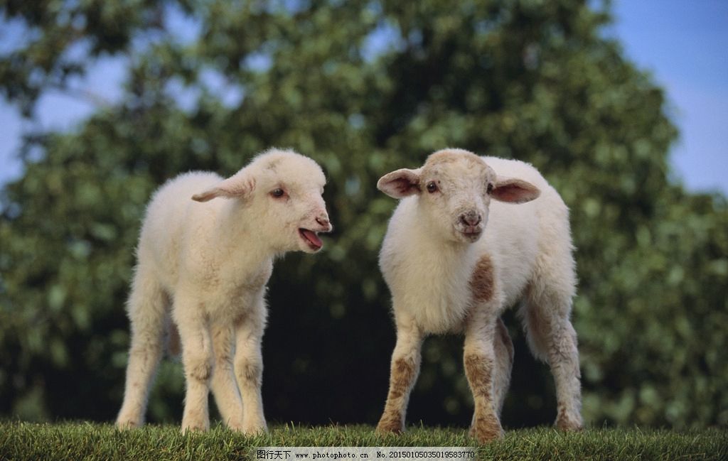 如何使羔羊早断奶，更有利于后期育肥