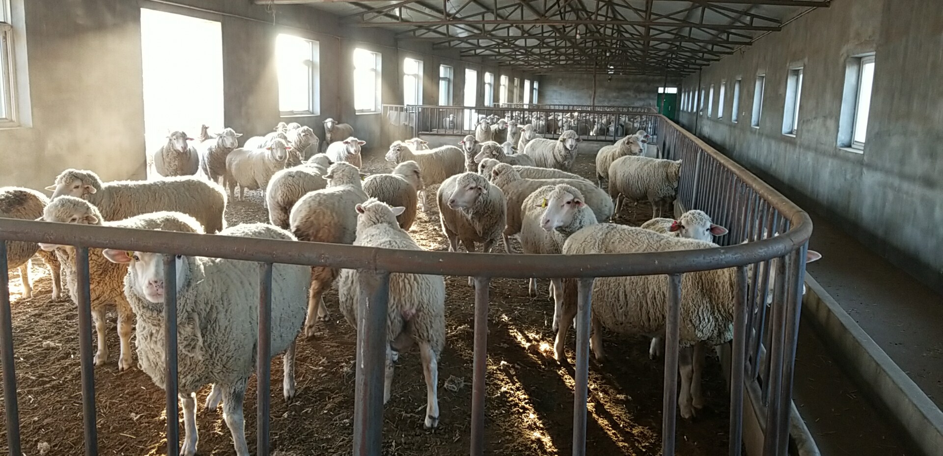 辽宁省农业科学院肉羊改良繁育中心--羊